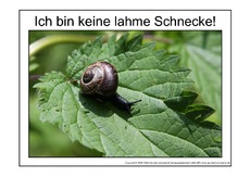 Lahme-Schnecke-2.pdf